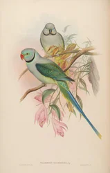 Palaeornis columboides = Psittacula columboides